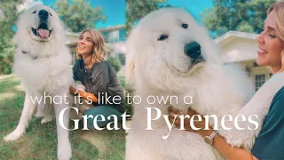 What it's REALLY like to own a Great Pyrenees!