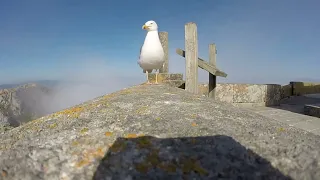 Морская чайка  Larus marinus  Great Black backed Gull