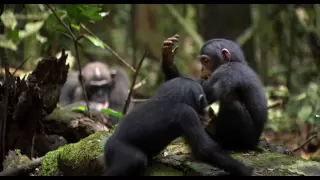 Chimpanzee Teaser Trailer