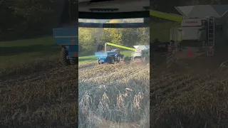 Big #corn and big corn only #harvest #harvesting #corn