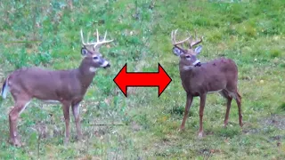 Big BUCKS in BOW RANGE! (SHOT??) - New York Deer Hunting