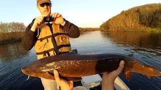 Sturgeon fishing 2016 / Рыбалка на осетра.