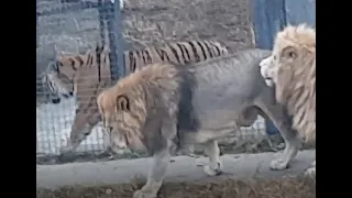 Lion vs Tiger-Chuck vs Valday- Siberian Tiger vs African Lion- Size Comparison