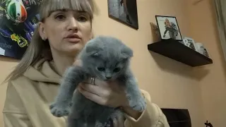 Шотландские котята. Обзор 1,5 месяца.