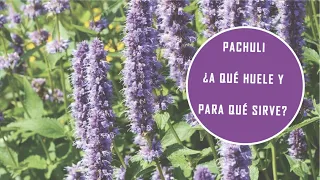 #PACHULI ¿QUÉ  ES, A QUÉ HUELE Y PARA QUÉ SIRVE? / KARI VALLE