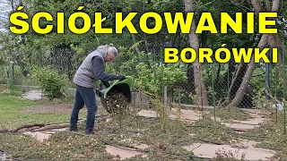 ŚCIÓŁKA z KARTONÓW i ZRĘBEK przy krzakach BORÓWKI - Ściółkowanie BORÓWKI amerykańskiej.