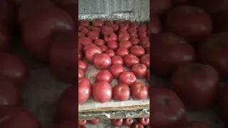 Томат "Макан", рожевий 26.09.23р. Tomato "Makan", pink 26.09.23 #chorts
