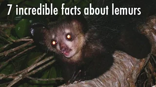 Top10Piaz - 7 Incredible Facts About Lemurs