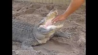 Gator Wrestling in the Everglades