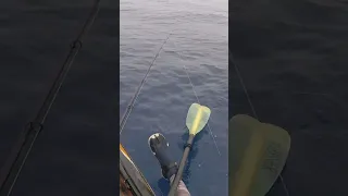 HUGE Tiger Shark Nearly RIPS FISHERMAN APART