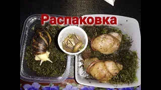 Распаковка улиток. Мегасы, эгрегия и кивсяк.