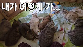 아홉마리의 고양이들과 온돌방에서 자고 일어나면...