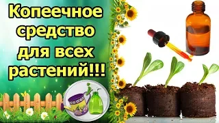 КОПЕЕЧНОЕ АПТЕЧНОЕ СРЕДСТВО ДЛЯ ВСЕХ РАСТЕНИЙ! ЙОД ДЛЯ РАССАДЫ, СЕМЯН, ПОЧВЫ. ПРОФИЛАКТИКА БОЛЕЗНЕЙ!