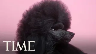 Westminster's Best In Show: Meet Siba The Standard Poodle | TIME