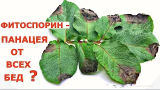 ФИТОСПОРИН от ФИТОФТОРОЗА, так ли ХОРОШ, как его рекламируют?