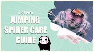 how to care for cute jumping spiders | a comfy beginners guide