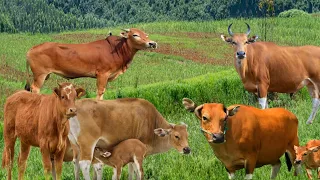 sapi'jinak, lembu lucu  berkeliaran di ladang lagi cari makan bersama teman teman nya,#69