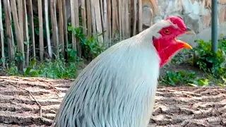 ROOSTER CROWING 2022 - ROOSTER CROWING SOUNDS EFFECT ALARM