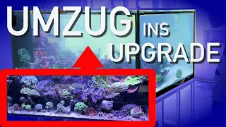 Aquarienumzug XXL! Vom Red Sea Reefer in den NEUEN 1760 Liter Raumteiler!!!