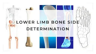Side Determination of Lower Limb bones #vivavoceofanatomy