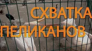 Одесский зоопарк "Пеликаны дерутся ,еноты ..." (2021)