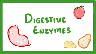 GCSE Biology - Digestive Enzymes  #17
