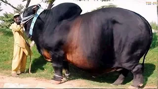 WOW! Amazing Biggest Cow in The World - New Agriculture Technologies