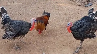 INDIAN ROOSTER 🐓 VS TURKEY 🦃  STRONG  FIGHT