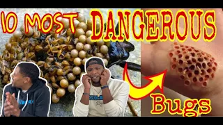 Top 10 Most Dangerous Bugs In The World | REACTION