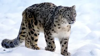 Schneeleopard - Die Raubkatze Im Hochgebirge / Dokumentation