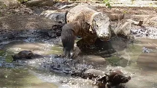 Komodo vs two baby wild boars😱😱