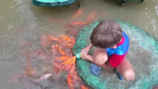 Вскармливание золотых рыбок из соски
