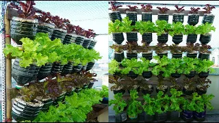 Recycle series plastic bottles to grow green & purple salad