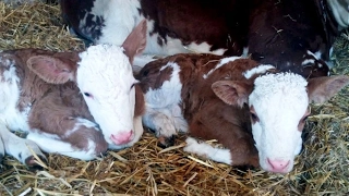 Cow with twin calves