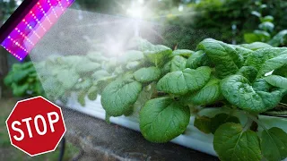 Watch This Before You Buy Grow Lights, What You Need to Know About Lighting Your Plants