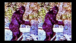 The Most Famous Bigfoot Like You Have Never Seen Before | "PATTY" 1967 Up Close and Personal!