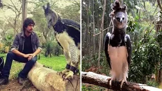 This Is The Harpy Eagle, A Bird So Big You May Mistake It For A Person In Costume