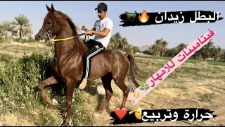 # فلوق (67) حراره وتربيع زيدان وفيتامينات هامه بعد الفطام للأمهار🐎