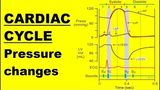CARDIAC CYCLE PRESSURE CHANGES (during one heartbeat)