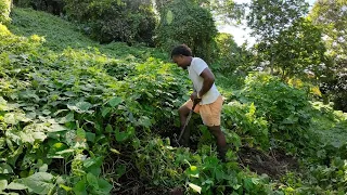 Relocating Our Cassava Farm Due To The Ongoing Pig Problems🐖🇫🇯