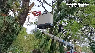 Nerve-wracking !! Operator almost fell, 2 machines suddenly died while pruning this tree.