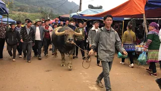 QUIT ALL BUFFALO TRADING AND GO SEE THE FIGHTING - THE BIGGEST BUFFALO'S AT COC LY MARKET TODAY