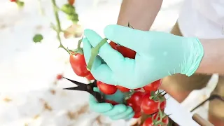 SunsFruits - Dal Sole del Mediterraneo, la freschezza e la genuinità dei nostri Prodotti