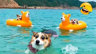 Funniest Animal Videos 2022 😁 - Funny Dogs And Cats Videos 🐴😃