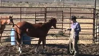 Training a Horse to be a Cowboy's Partner