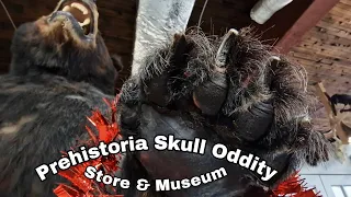 The Prehistoria Natural History Centre and SkullStore Oddity Shop: Amazing/interesting artefacts