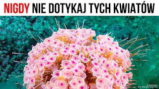 Jeśli zobaczysz te kwiaty w oceanie, wyjdź z wody