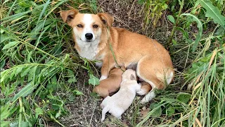 Dog mama with a broken heart waits for her owner to come back | Dog Rescue Shelter