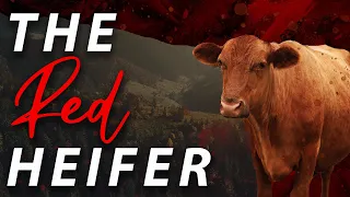 The Red Heifer and the Prophetic Significance for Today — Passion For Truth Ministries