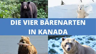 Die interessantesten Fakten über die vier Bärenarten in Kanada